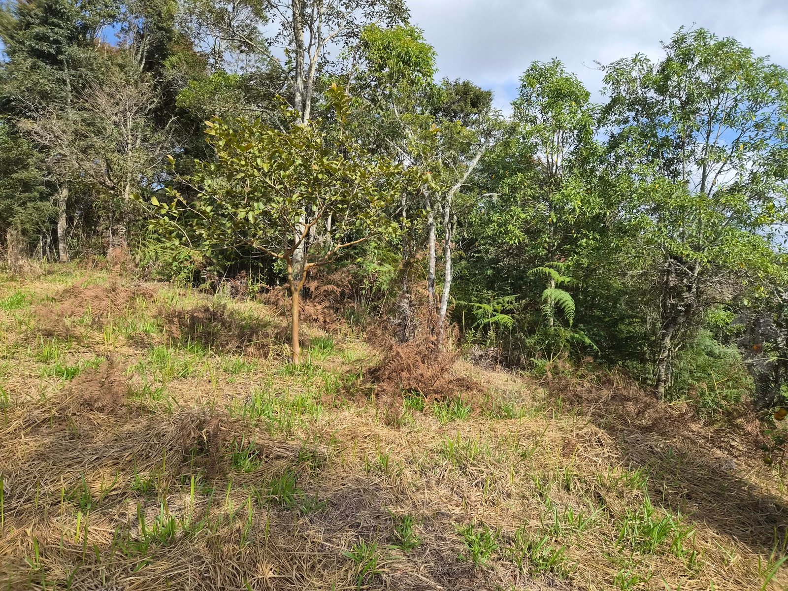 Lote à Venda em Santo Antônio do Pinhal com 1.912m² e Vista para a Pedra do Baú